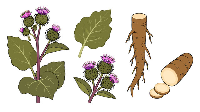 Hand drawn burdock plant with leaves, flowers, and root set