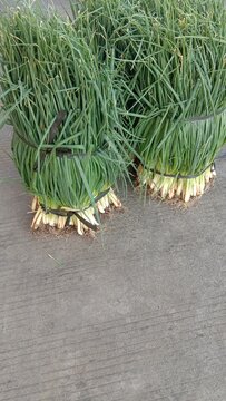 Bundles of fresh green scallions tied with white string on display at a local vegetable market. Baskets of onions visible in the background, showcasing neatly stacked fresh agricultural produce.