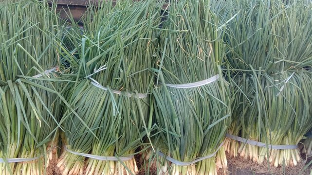 Bundles of fresh green scallions tied with white string on display at a local vegetable market. Baskets of onions visible in the background, showcasing neatly stacked fresh agricultural produce.