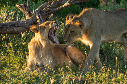 A young male lion yawning while lying in the green grass and his brother walks past, Mashatu (Botswana). 