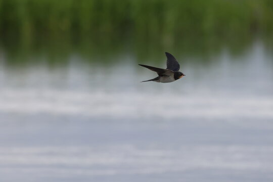 barn swallow