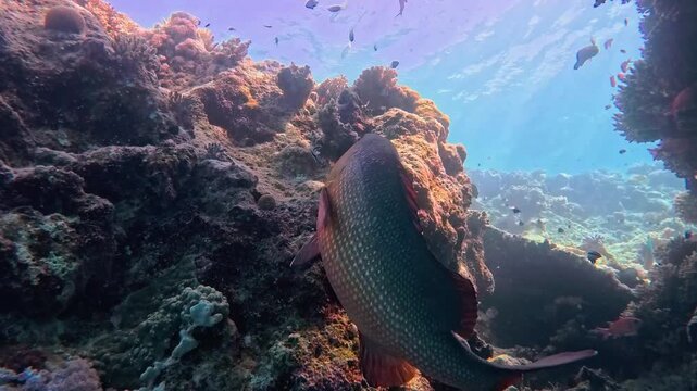 Large bohar snapper fish Lutjanus bohar swimming underwater in open blue water on coral reef being cleaned by cleaner wrasse