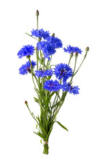 Small bouquet of vivid blue cornflowers with slender green stems, unopened buds, and textured petals isolated on transparent background © Soho A studio