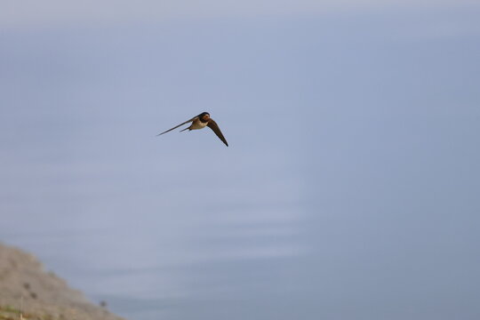 barn swallow