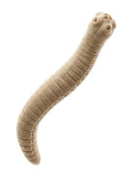 Closeup of a tapeworm scolex and body segments isolated on white background