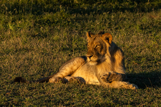 A young male lion lying in the golden light at sunset, Mashatu Botswana. 