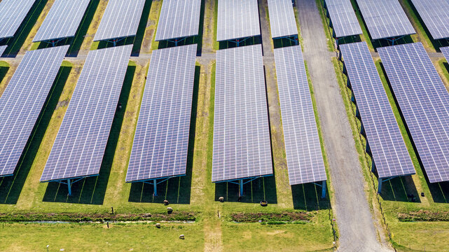 Aerial view of rows of photovoltaic solar panels installed in a grassy field with sheep grazing beneath the structures in Biddinghuizen, Flevoland, Netherlands.