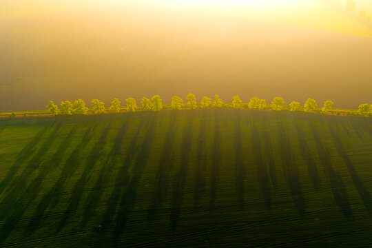 Aerial view of a row of trees casting long shadows across a vibrant green field during the golden hour in Kyjov, South Moravian Region, Czechia.