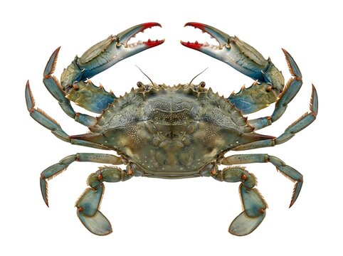 Blue crab isolated on white background