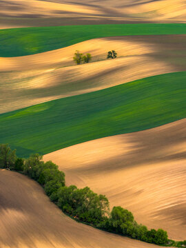 Aerial view of rolling agricultural fields with alternating green and brown soil patterns, punctuated by lines of trees and soft shadows in Cejkovice, South Moravian Region, Czechia.