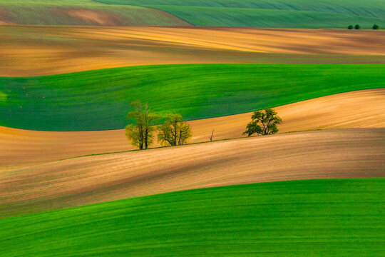 Aerial view of rolling agricultural fields with vibrant green and brown patterns and small clusters of trees in Cejkovice, South Moravian Region, Czechia.