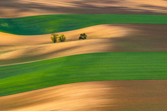 Aerial view of rolling agricultural fields with vibrant green and brown stripes and small clusters of trees in the landscape of Cejkovice, South Moravian Region, Czechia.