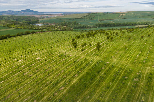 Aerial view of lush green orchards and agricultural fields with rows of young trees stretching across the rolling landscape in Cejkovice, South Moravian Region, Czechia.