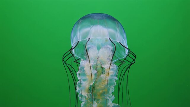 Jellyfish drifting in tranquil blue ocean water with elegant tentacles underwater