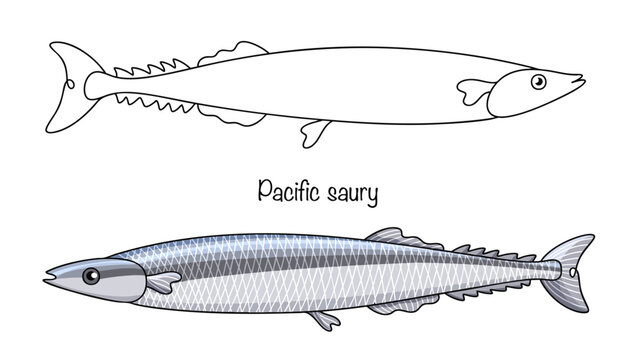 Pacific saury