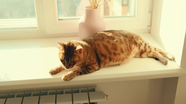 Close-up portrait purebred happy Bengal cat lies, sleeps, naps at window. Animal basking in rays of warm sun light battery. muzzle have rest enjoys relaxing on windowsill in winter season. White room.