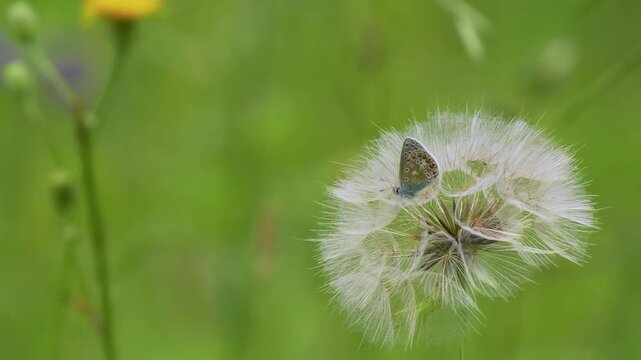 Common Blue Butterfly on a Salsify Seed Head