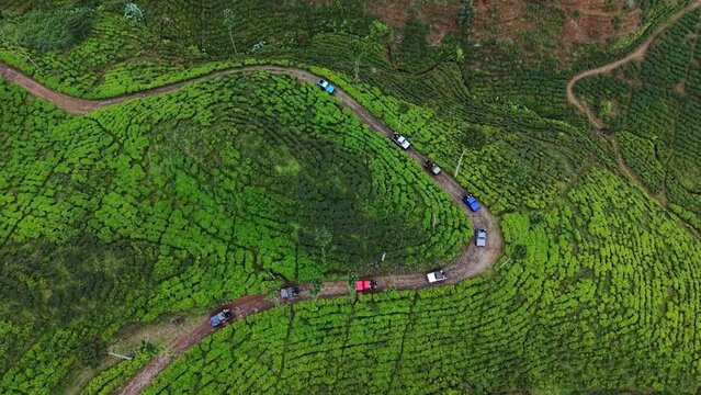 Aerial view of a convoy of off-road vehicles driving along a winding dirt path through a lush green tea plantation in Indonesia.