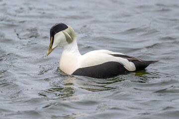 Fototapeta premium Eider duck male in the sea