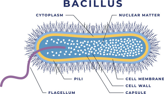 Bacillus Bacterial Cell Structure Infographic Illustrating Capsule, Cell Wall, Plasma Membrane, Cytoplasm, Pili, Flagellum, and Nucleoid for Microbiology Education