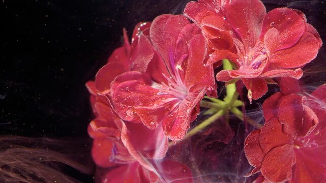 Close-up widescreen view of magenta geranium cluster against deep black background showing visible transient action: fine water droplets and glitter-like particles