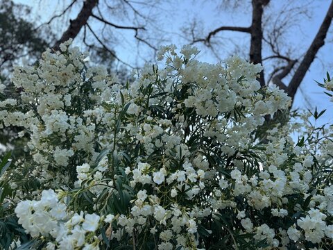Close-up of Nerium Oleander white flowers. Beautiful white, double, flowers of the Oleander. Nerium oleander inflorescence with white flowers against the background of stems with green leaves.
