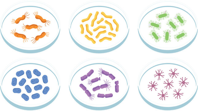 Bacteria Morphology Collection with Different Bacterial Shapes in Petri Dishes Including Cocci, Bacilli, Spirilla, Vibrios, and Filamentous Microorganisms for Biology Education