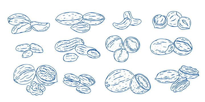 Set of different nuts and seeds isolated on a white background. Concept of healthy food. Vector hand drawn doodle cliparts.