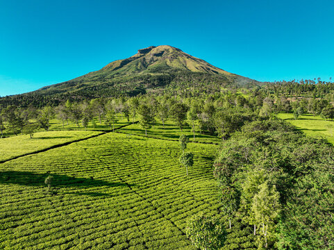 Aerial view of Tambi Tea Resort with lush green tea plantations and a mountain in the background under a clear blue sky in Kecamatan Kejajar, Jawa Tengah, Indonesia.