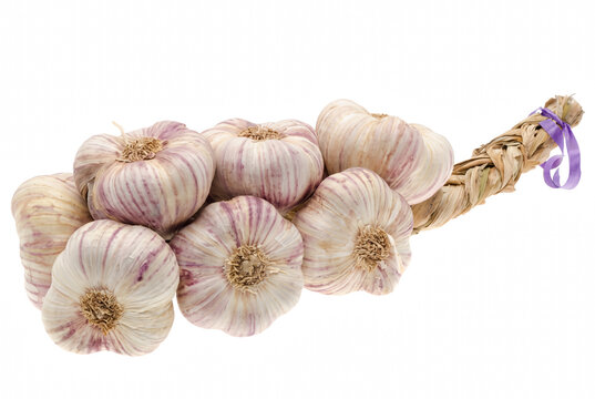 Braided Bunch of Purple Striped Garlic Bulbs