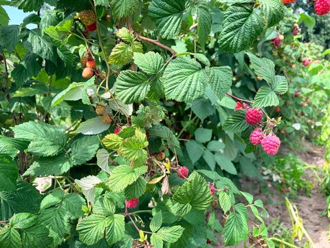 ripe red raspberries on a green bush on a plantation