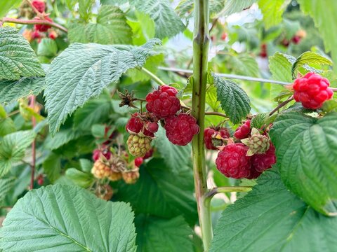 Seasonal berries. Ripe large raspberries on a bush on a farm plantation