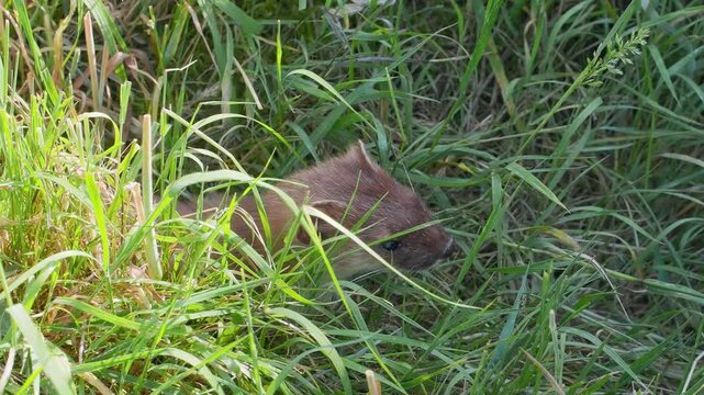 Stoat in the Grass