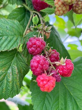 Large red raspberries. ripe large raspberries on a bush on a farm plantation