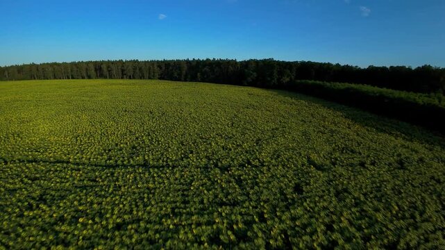 Pole słonecznik&oacute;w w słoneczny letni dzień dron fpv