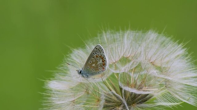 Common Blue Butterfly on a Salsify Seed Head