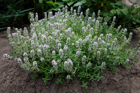 Flowering bush Thymus serpyllum, a healing remedy.