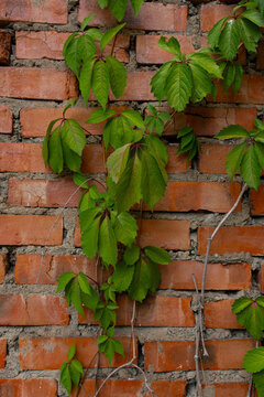Green creeper vine climbing weathered red brick wall, close-up
