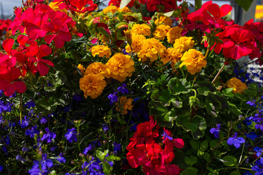 Colorful garden flower bed with geraniums, marigolds and lobelia