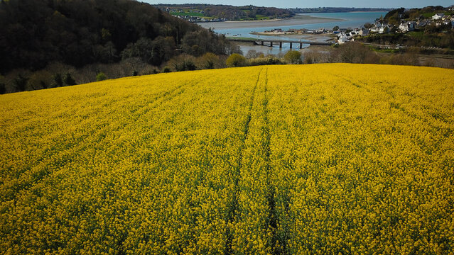 Aerial view of the vibrant yellow rapeseed field at Le Dourduff en Mer with the estuary and coastal landscape in the background in Plouezoc'h, Bretagne, France.