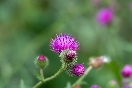 A single spear thistle, Cirsium vulgare, flower glows in soft afternoon meadow light. Its magenta petals contrast with the spiky green seed head beneath.