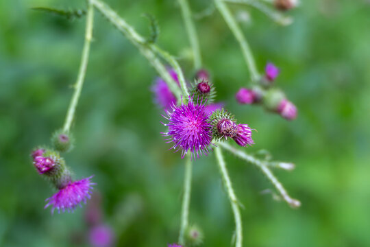 A cluster of creeping thistle, Cirsium arvense, flowers sways above wiry green stems in an open meadow. Their fringed magenta petals stand out against the blurred greenery.