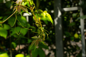 Curling vine tendril and young leaves climbing a garden trellis © Mariia
