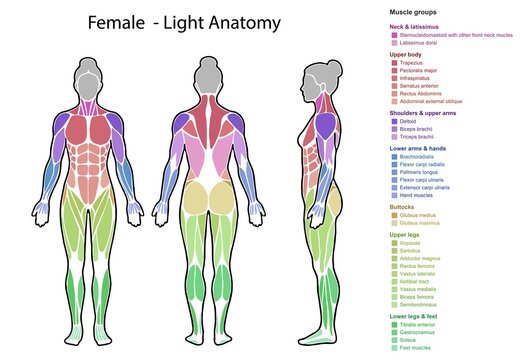 Female body muscle groups anatomy illustration diagram