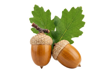 Pair of Ripe Acorns with Vibrant Green Oak Leaves © Md