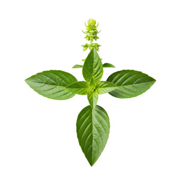 A single sprig of vibrant green thai basil with pointed leaves and a small floral bud centered on a flat transparent background. Concept of culinary freshness