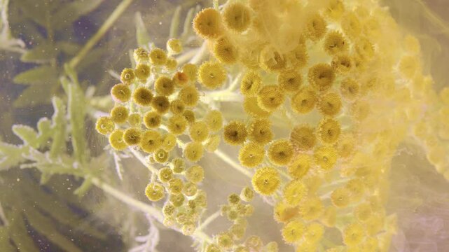 Macro motion of dense yellow button flowers on branching stems with soft diffused warm light and sparkling particles