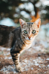 Obraz premium Close-up portrait of a beautiful tabby cat with mesmerizing green eyes in Croatia