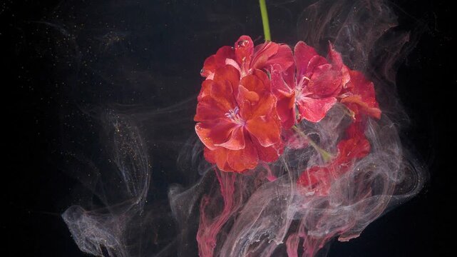 Red geranium cluster immersed in dark medium with curling smoke filaments and gold shimmer