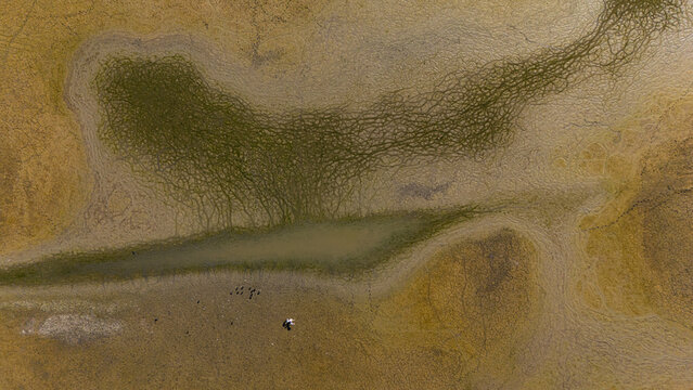 Aerial view of the dried-up lake bed of Cavuscugol with intricate cracked earth patterns, patches of green algae, and a small pool of water with birds in Cavuscugol, Konya, Turkiye.